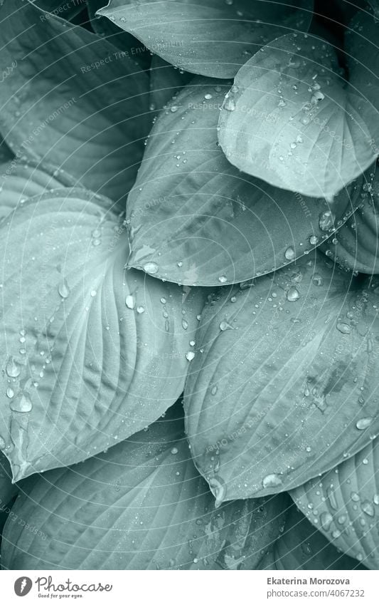 Wassertropfen auf einem Blatt nach regen, grün umweltfreundlich organischen Hintergrund, Klarheit, Reinheit, Frische Konzept, Ökologie, Sommer natürliche Pflanze, Gezeiten Farbe getönt
