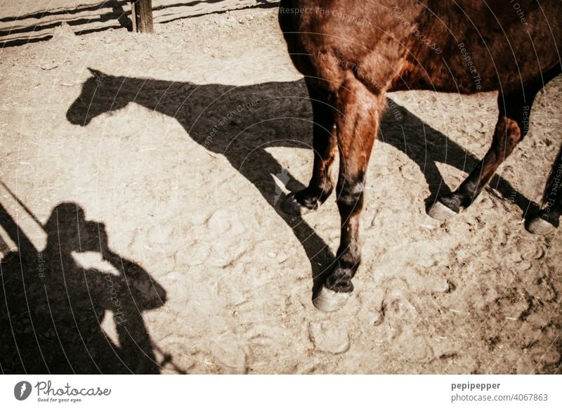 Ein Mann fotografiert seinen Schatten und den Schatten eines Pferdes Licht & Schatten Kontrast Strukturen & Formen Schattenspiel Schattenseite Schattendasein
