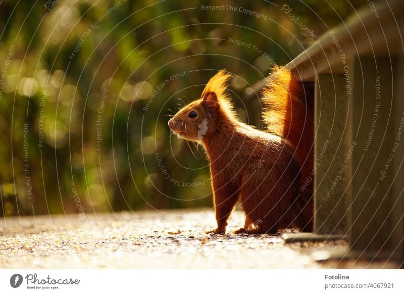 Ist dieses Eichhörnchen gierig nach der nächsten Nuss oder einfach nur neugierig? Außenaufnahme Wildtier Farbfoto Tier Menschenleer Freiheit Umwelt frei