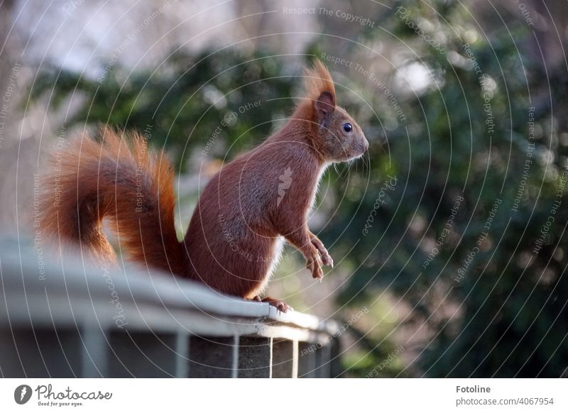 Das Eichhörnchen hält Ausschau nach der nächsten Erdnuss von Fotoline Außenaufnahme Wildtier Farbfoto Tier Menschenleer Freiheit Umwelt frei natürlich Tag