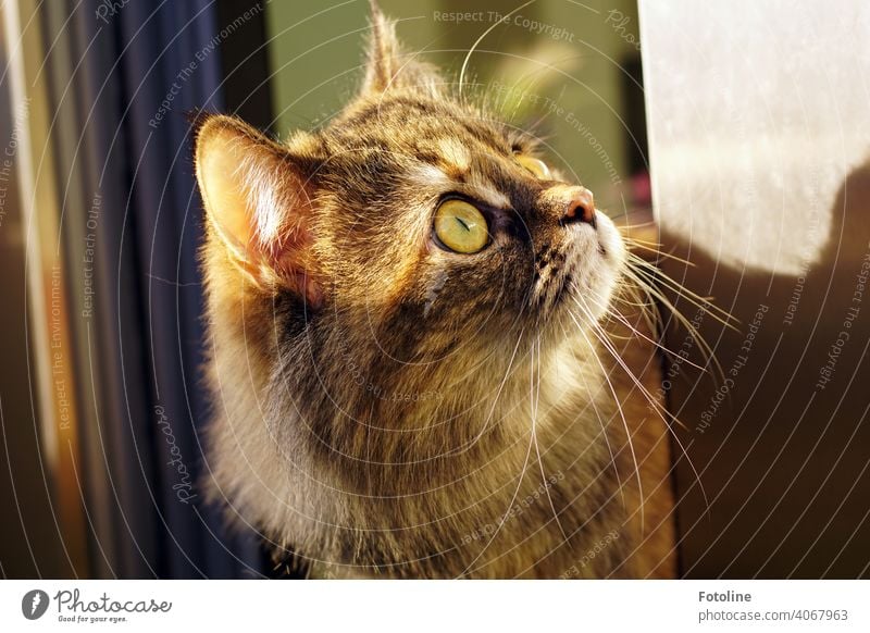 Diese Maine Coon Katze ist die Neugier in Person. Irgendwas hat ihre Aufmerksamkeit geweckt. Sie hat es fest im Blick. Fell Tier Haustier Hauskatze Pfote