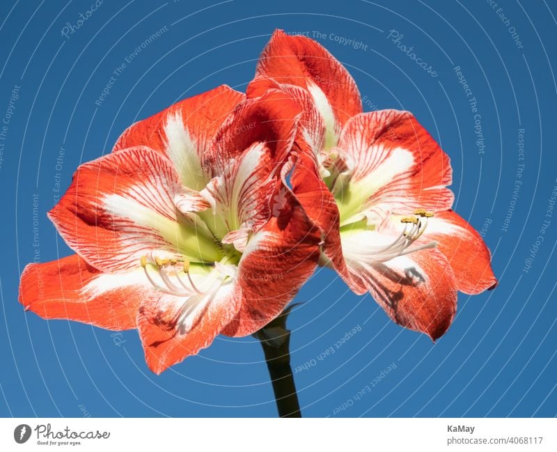 Nahaufnahme von zwei rot-weißen Blüten der Amaryllis Ritterstern Blütenstand blühen Close-up Weiß blau freigestellt Winter horizontal Pflanze Außenaufnahme