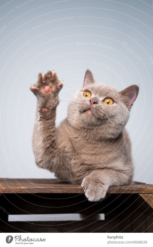 fliederfarbenes Britisch Kurzhaar Kätzchen spielt Pfote heben Katze Haustiere Rassekatze britische Kurzhaarkatze fluffig Fell katzenhaft Katzenbaby 6 Monate alt