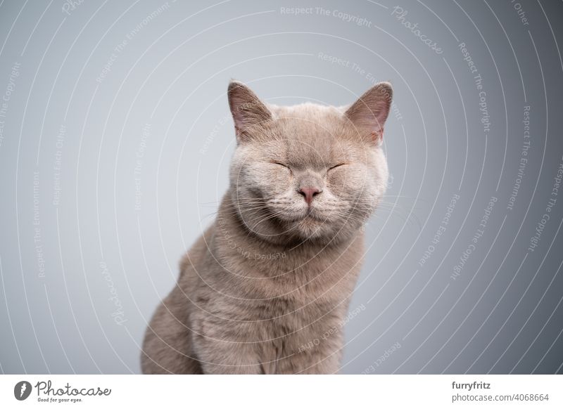 Britisch-Kurzhaar-Kätzchen mit geschlossenen Augen auf grauem Hintergrund mit Kopierraum Katze Haustiere Rassekatze britische Kurzhaarkatze fluffig Fell