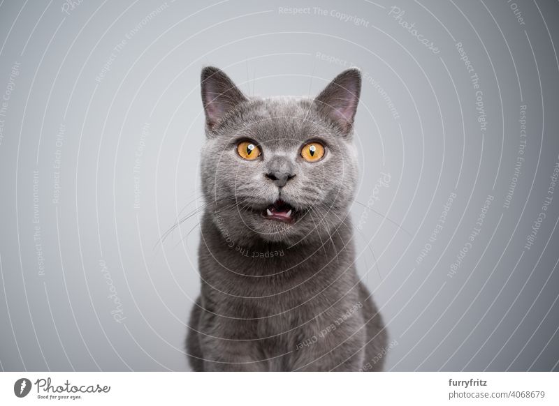 Britisch-Kurzhaar-Kätzchen schaut schockiert oder überrascht in die Kamera Katze Haustiere Rassekatze britische Kurzhaarkatze fluffig Fell katzenhaft Katzenbaby