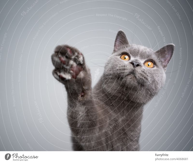 neugieriges Britisch-Kurzhaar-Kätzchen hebt die Pfote und greift nach Leckerlis Katze Haustiere Rassekatze britische Kurzhaarkatze fluffig Fell katzenhaft