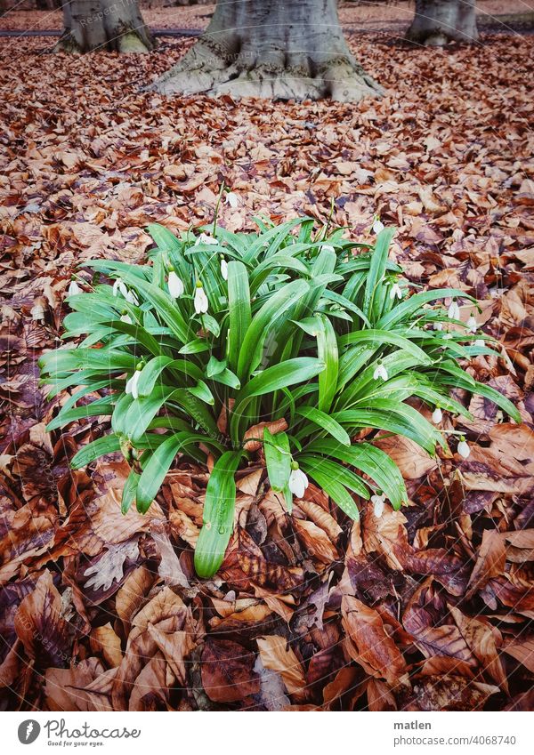 Schneegloeckchen Laub Buchenstamm Natur Außenaufnahme Blatt Pflanze herbstlich fruehjahr Menschenleer 3 plus 1 Farbfoto