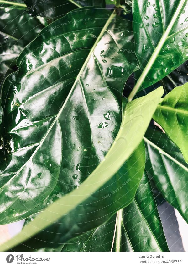 Regentropfen auf den Blättern Blatt grüne Blätter Nahaufnahme Pflanze Makroaufnahme Natur Wassertropfen nass Damp frisch Strukturen & Formen Detailaufnahme