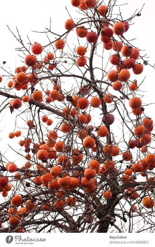 Kakis am Baum Herbstpflanze Ast Kalorie farbenfroh kulinarisch Diät Lebensmittel frisch Frucht Gesundheit Saft natürlich Natur Ernährung orange organisch reif