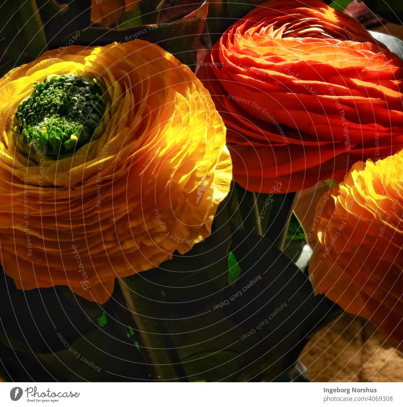 Ranunkel im Sonnenlicht Ranunculus Blume Frühling geblümt Textfreiraum Blumenstrauß Farbe hübsch Dekor Licht & Schatten gelb orange-rot Nahaufnahme