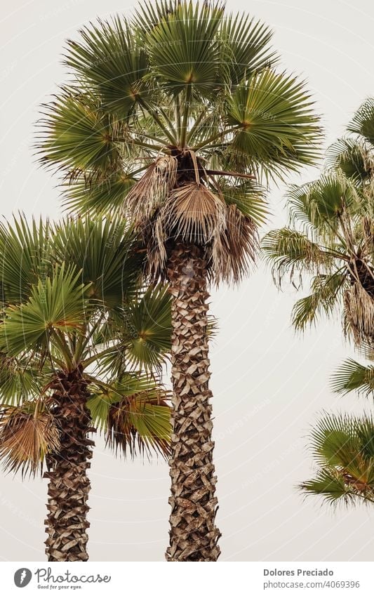 foto von hohen palmen an der spanischen costa brava Umwelt grün Baum Natur Ferien & Urlaub & Reisen Außenaufnahme Palme exotisch Pflanze Tag Schönes Wetter