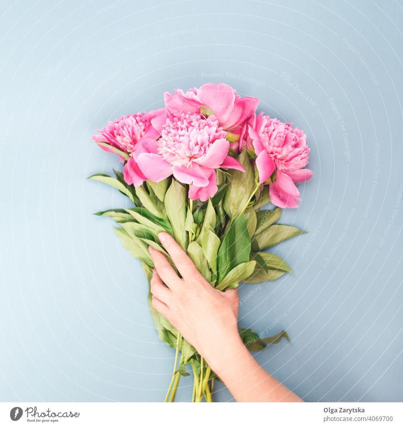 Weibliche Hand hält Blumenstrauß. Pfingstrose rosa Frau Beteiligung Geben Hintergrund Top Ansicht Gruß Postkarte Feiertag Mütter Mädchen präsentieren Geschenk