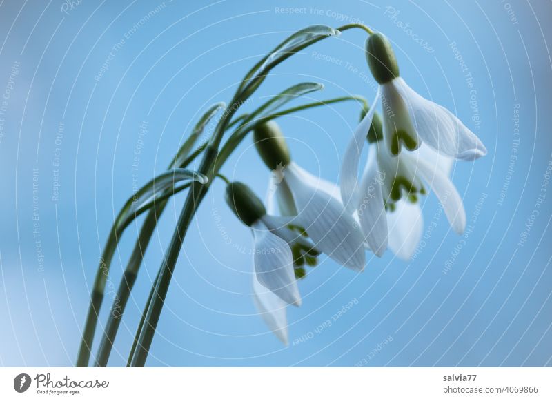 erste Frühlingsboten, Schneeglöckchen vor blauem Hintergrund Blume Blüte weiß grün Blühend Pflanze Natur Makroaufnahme Frühlingsgefühle Nahaufnahme natürlich