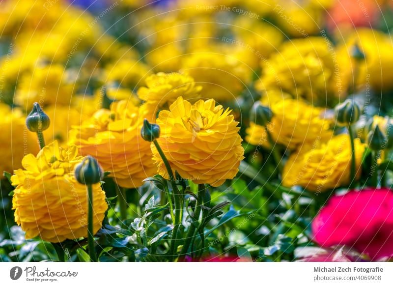 schöne bunte Blumen als Osterdekoration Dekoration & Verzierung Blumenstrauß Natur geblümt Blüte Schönheit Farbe Hintergrund Pflanze romantisch Frühling