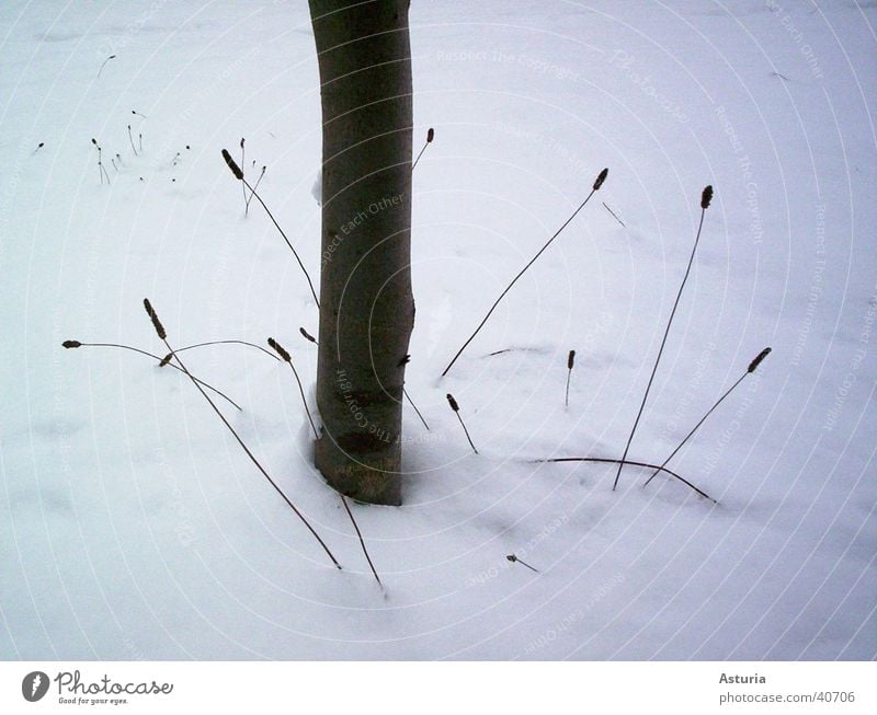 it’s winter time Winter kalt Baum Baumstamm Pflanze braun weiß klein dezent Schnee Coolness Schneedecke Detailaufnahme Anschnitt Bildausschnitt