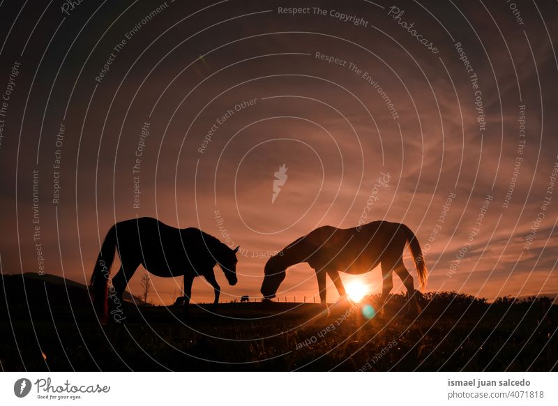 Pferde grasen auf der Wiese mit dem Sonnenuntergang Silhouette Sonnenlicht Tier Tiermotive wild Natur niedlich Schönheit elegant wildes Leben Tierwelt ländlich