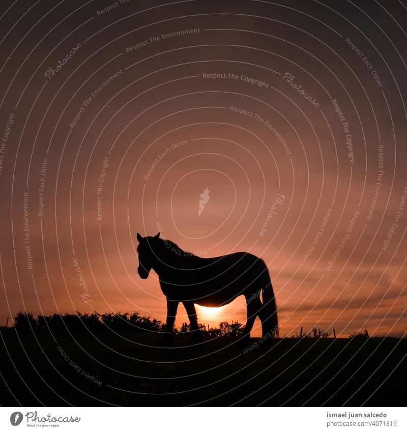 schöne Pferd Silhouette mit dem Sonnenuntergang auf der Wiese Sonnenlicht Tier Tiermotive wild Natur niedlich Schönheit elegant wildes Leben Tierwelt ländlich
