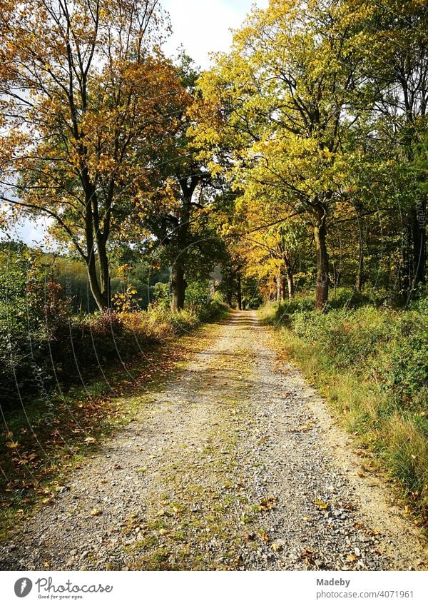 Feldweg für die Forstwirtschaft im Herbst bei Sonnenschein im Teutoburger Wald in Oerlinghausen bei Bielefeld am Hermannsweg in Ostwestfalen-Lippe Jahreszeit