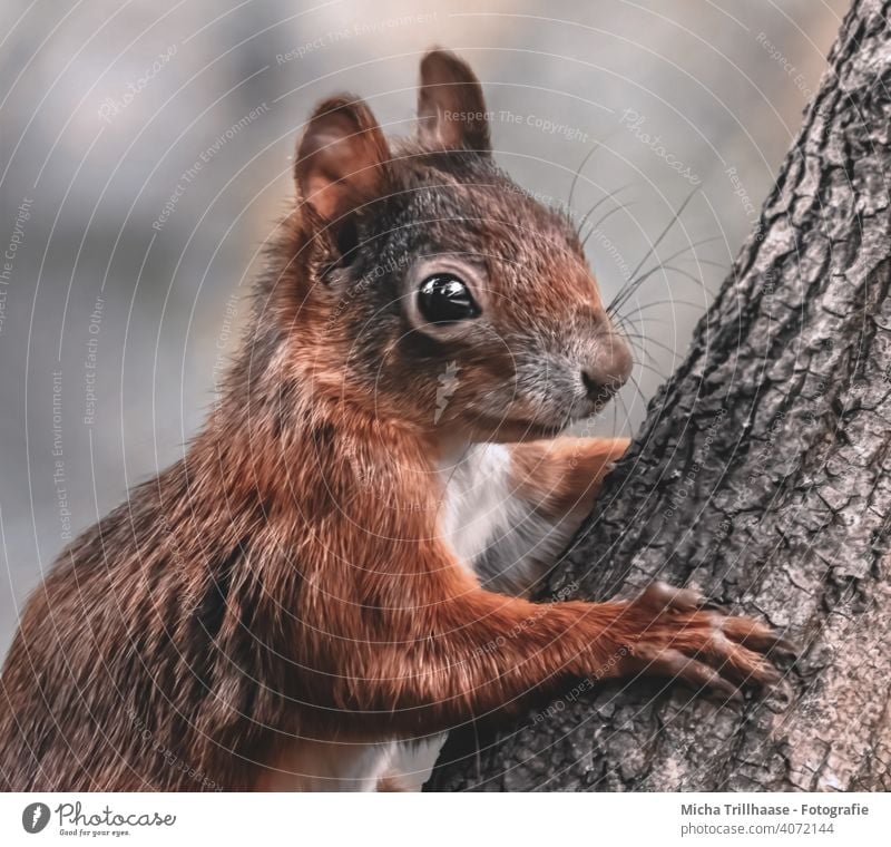 Junges Eichhörnchen Porträt Sciurus vulgaris Tierporträt Tiergesicht Kopf Augen Ohr Nase Maul Pfoten Wildtier Baum Baumstamm Natur klettern niedlich Nahaufnahme