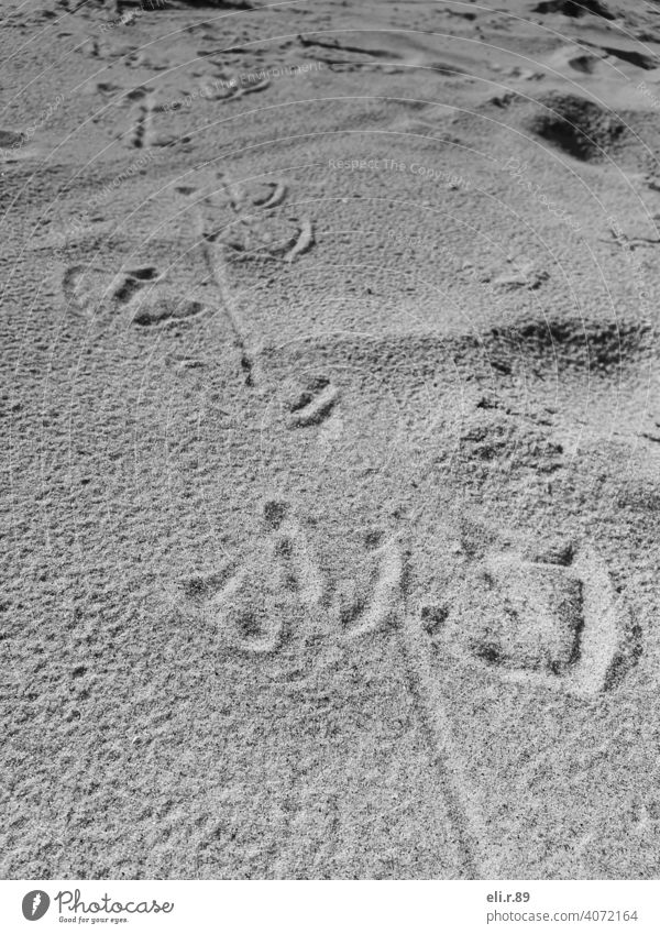 Möwenspuren im Sand Spuren Fußspur Strand Barfuß Küste Spaziergang Außenaufnahme sandig