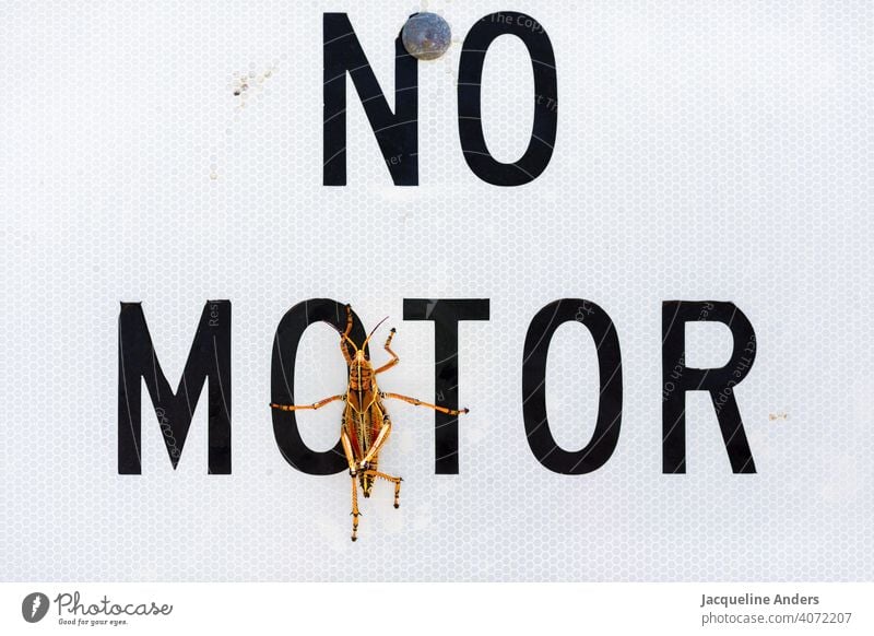 Grashüpfer sitzt auf einem Schild "kein Motor" insekt Tier Heuschrecke Natur Nahaufnahme Farbfoto Außenaufnahme lustig Schnappschuss kein motor Menschenleer