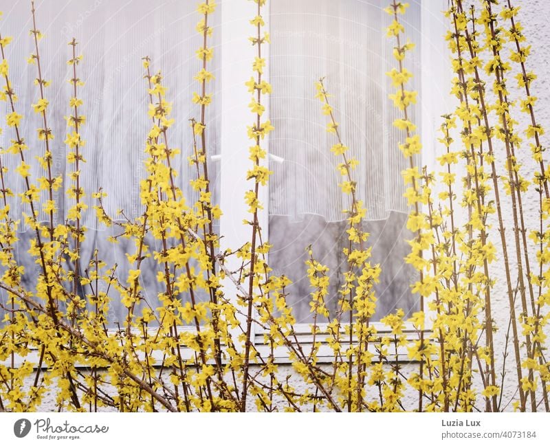 Forsythie vor dem Fenster, dahinter zarte weiße Gardinen Forsythienblüte gelb Frühling hell Vorhang Licht Häusliches Leben Tag Sonnenlicht Fensterscheibe