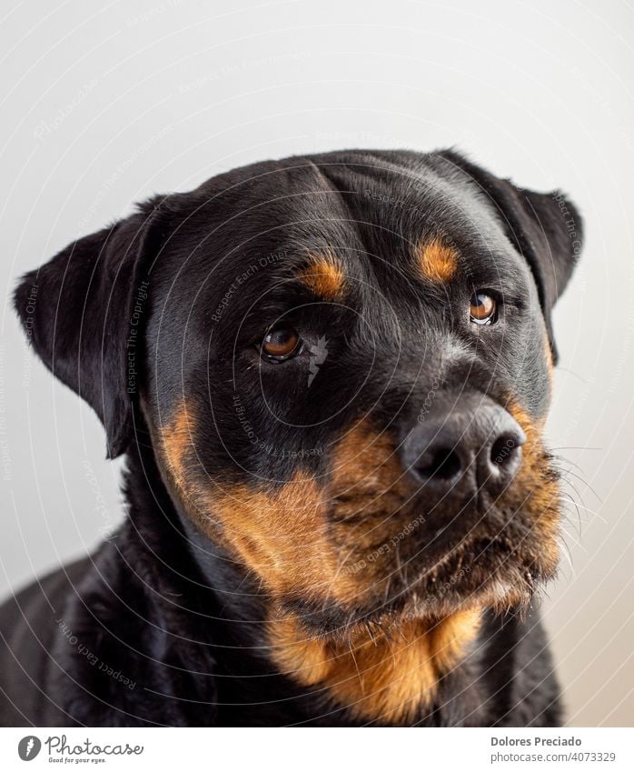 Porträt eines großen schwarzen und braunen weiblichen deutschen Rottweilers Hund Tier schön Freude Menschenleer Außenaufnahme Farbfoto Stolz Tatkraft wild