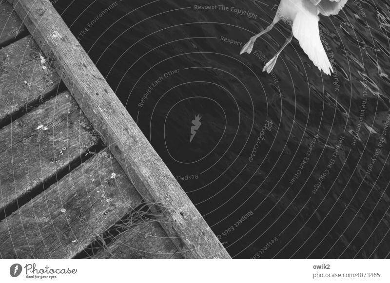 Weltall, ich komme Möwe Abheben Leichtigkeit fliegen Ostsee Wellen Küste Tier Freiheit Ausflug Außenaufnahme Schwarzweißfoto elegant Wasser Vogel Urelemente