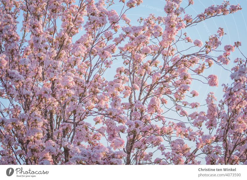 rosa Blütentraum ... Blick von unten in eine blühende Zierkirsche ( Prunus serrulata )  vor hellblauem Himmel Kirschblüten Frühling Natur Baum Außenaufnahme