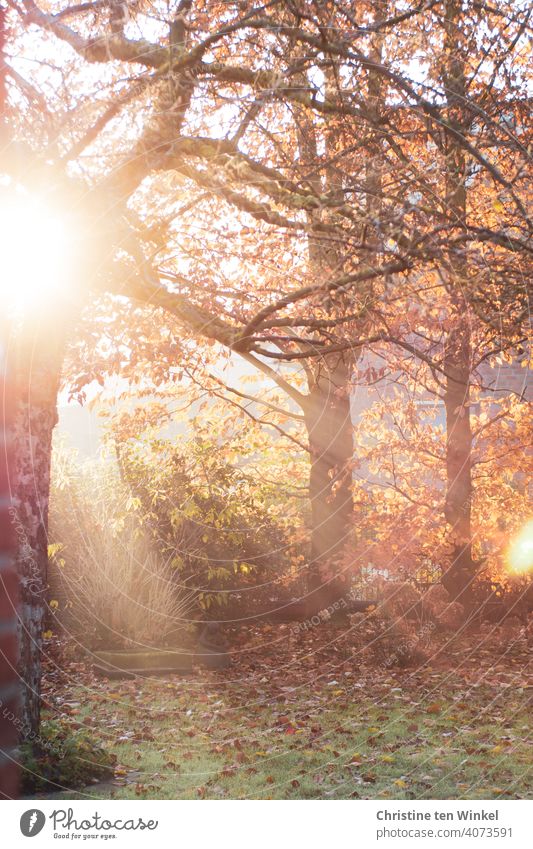 Morgenidylle im herbstlichen Garten mit den Strahlen der noch tiefstehenden Sonne, einem älteren Apfelbaum und Herbstblättern auf dem Rasen Sonnenlicht