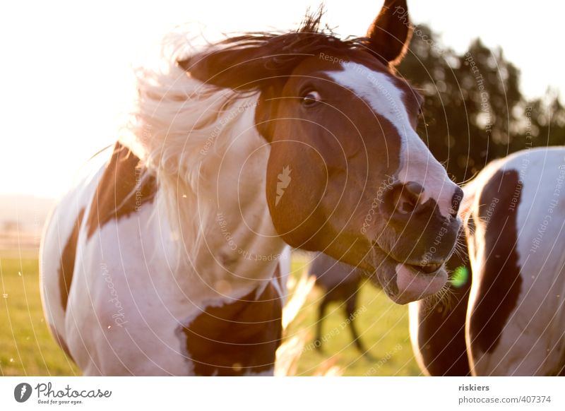crazy Tier Haustier Pferd beobachten Bewegung authentisch frech frei lustig wild schütteln Farbfoto mehrfarbig Außenaufnahme Textfreiraum links Tag Abend Licht