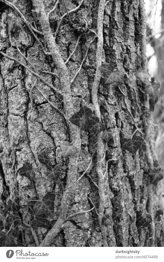 Efeu wächst an einem Baum mit rauer Borke im frühen Frühling Natur Rinde Birke Umwelt Pflanze natürlich Außenaufnahme Baumstamm Baumrinde Holz Wachstum Blatt