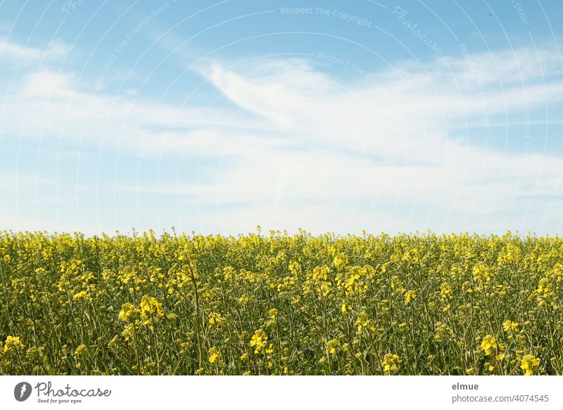 beginnende Rapsblüte - Rapsfeld und blauer Himmel mit Schönwetterwolken / Ackerbau / Landwirtschaft Dekowolken Frühling Kohl Lenat Reps Nutzpflanze Feld
