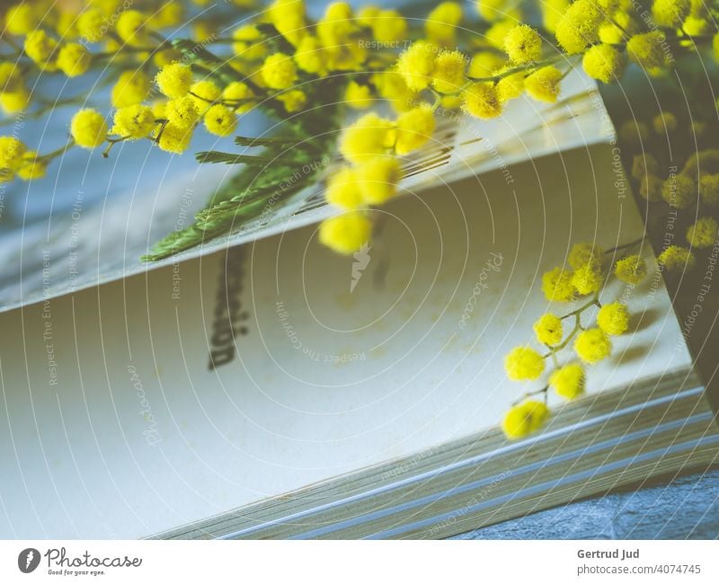 Ein Mimosenzweig liegt auf einem Buch Blume Blumen und Pflanzen Stillleben Natur Farbfoto Nahaufnahme gelb gelbe blume Mimosengewächse