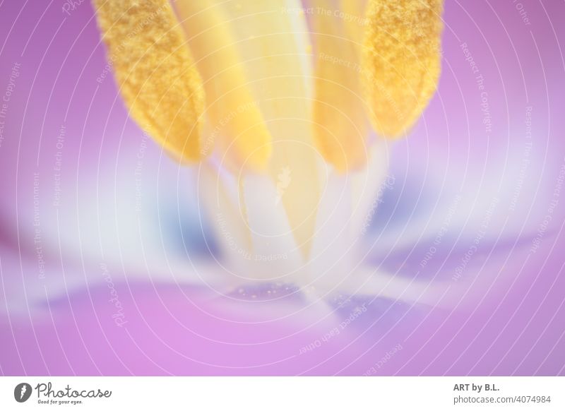 Innenbereich  einer Tulpe mit Samen und Stängel im Ausschnitt makro nahaufnahme tulpe stängel samen lila gelb weiß blau zart edel filigran natur blume garten