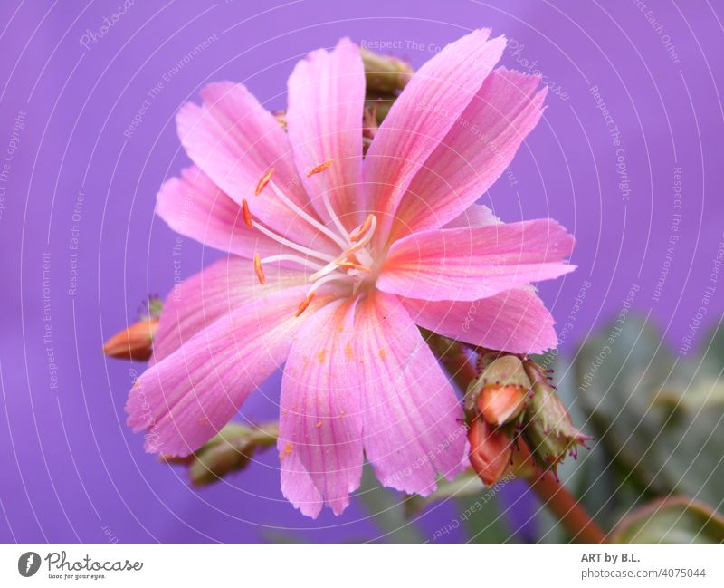 Porzellanröschen in voller Schönheit lila pink blume blüte pastell knospen garten geöffnet aufgeblüht zart edel deko wohnen gärtnerei werbung blumenwerbung