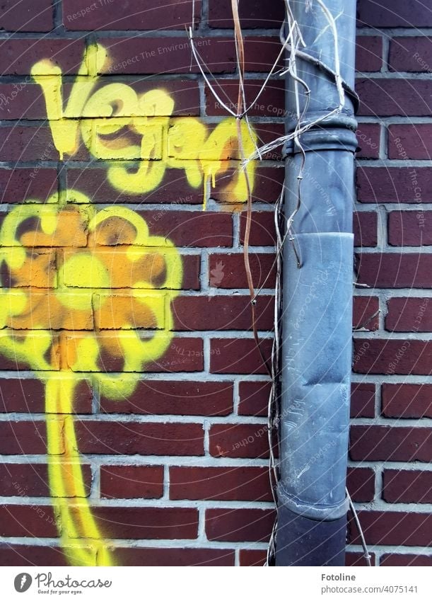 Der Schriftzug "Vegan" und eine gelbe Blume wurden auf eine Backsteinmauer  neben einer zerbeulten Regenrinne gesprayt. vegan Ernährung Vegane Ernährung