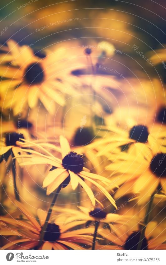 Farbcontest | Gelber Sonnenhut Rudbeckia Blumenbeet Blumenteppich Blütenmeer blühen gelb orangegelb Gartenblumen Blütenblätter heimisch Gartenpflanzen
