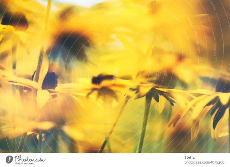 letzte Sommertage | gelbe Sonnenhüte | tanzen in der Sonne © Sonnenhut Blütenmeer Rudbeckia sonnig Sommerende Gartenblumen malerisch orangegelb Gartenpflanzen