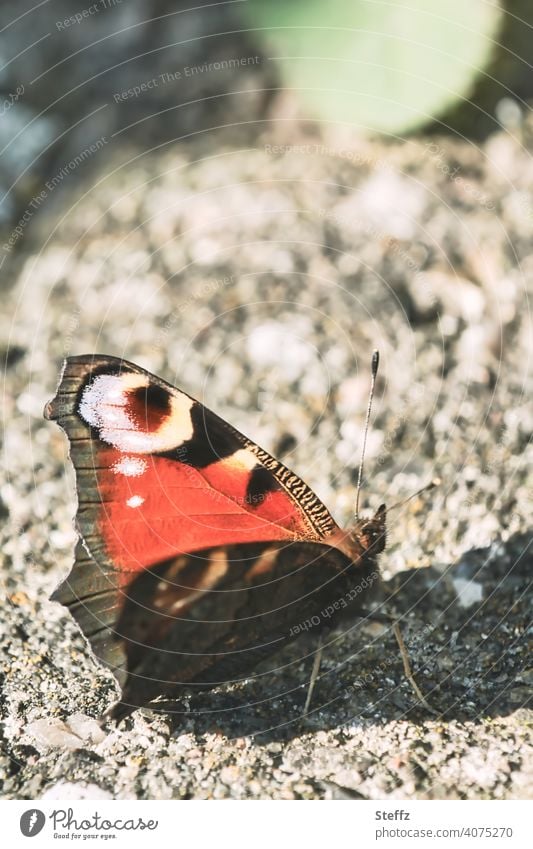 ein kleiner Schmetterling genießt den sonnigen Tag im Garten Tagpfauenauge Edelfalter Tagfalter Aglais io Inachis io Falter Oktober Sonnenwärme Spätsommer