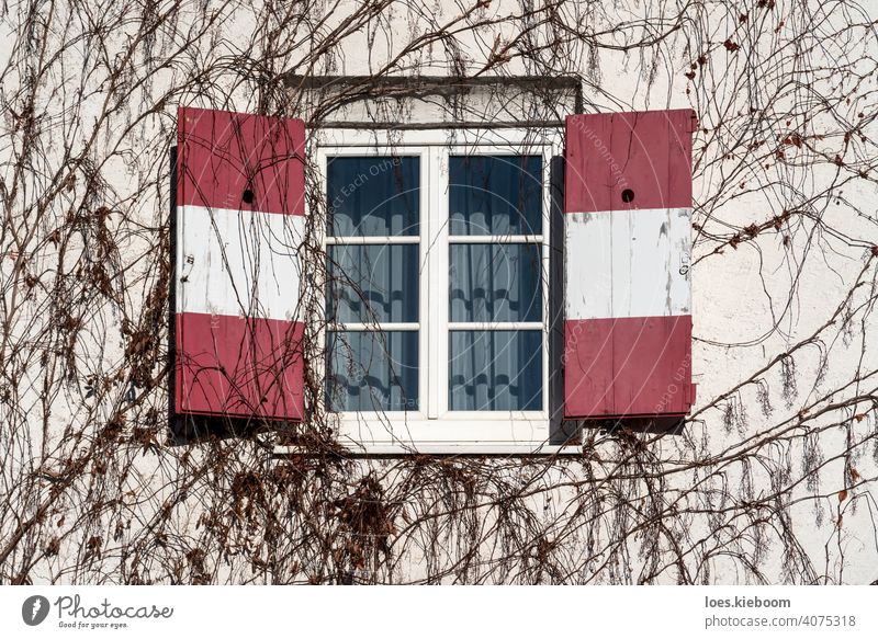 Geöffnete traditionelle Fensterläden mit rot-weißer Österreich-Fahne an der mit blattlosem Efeu umrankten Wand offen retro Winter Fassade Baum Tirol Restaurant
