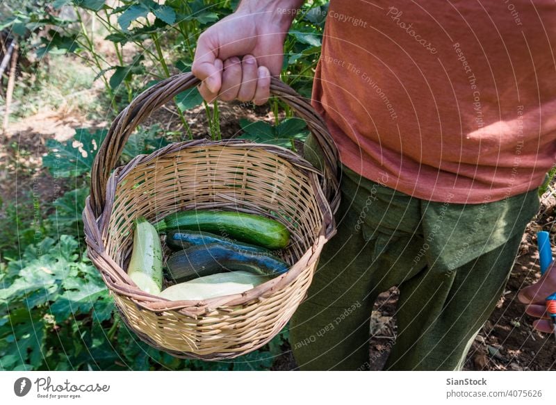 Mann hält einen Korb mit Zucchinis in seinem Garten Ernte Sommer frisch Gesundheit Lebensmittel grün organisch Squash Veganer roh Bestandteil Vegetarier