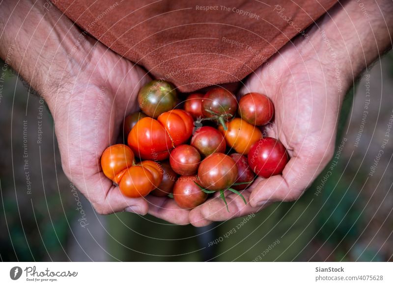 Frische kleine, rote Tomaten in Bauernhänden, Ansicht von oben Garten Bauernhof Gartenarbeit Gesundheit Lebensmittel grün Ernte organisch Ackerbau Sommer