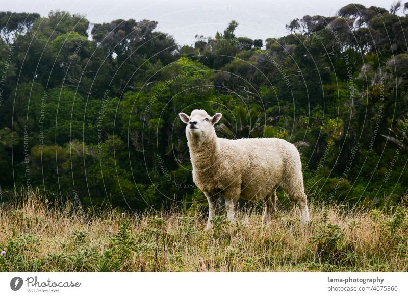 The Sheep Neuseeland Schaf Wolle Natur wild Nutztier UFO mystery Blick nach oben beobachten Himmel Flugobjekt Ohren Aufmerksamkeit Neugier