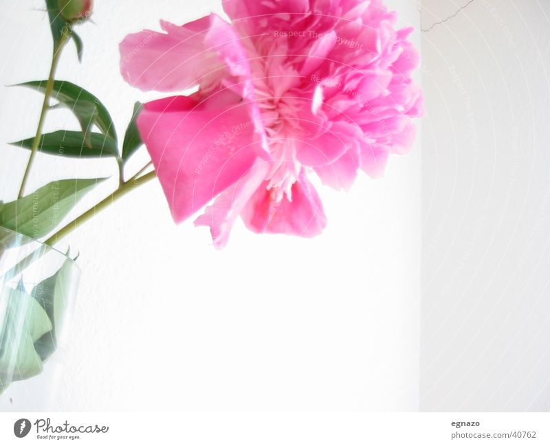 Pink Flower Blume Blüte rosa Nahaufnahme Kontrast