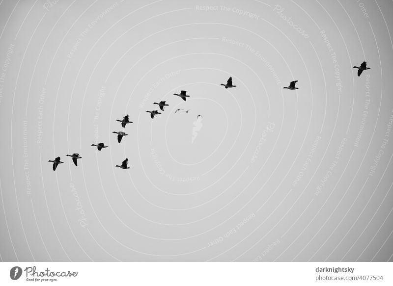 Wilde Gänse beim Vogelzug in V-förmiger Formation Avifauna beobachtung Gruppe Reise Zugvögel ziehende Gans Schwarm Vogelschwarm Freiheit Natur Himmel Zugvogel