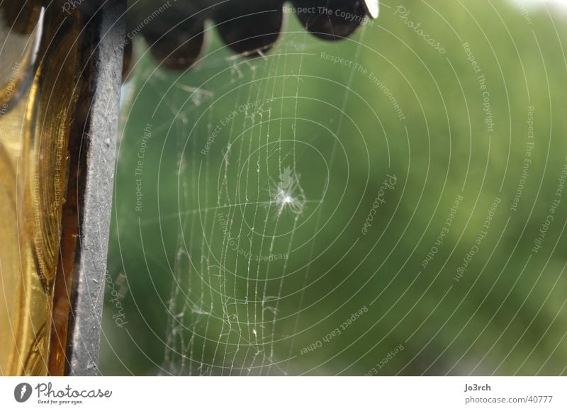 Spider I Spinnennetz Lampe Unschärfe Tiefenschärfe grüner Hintergrund Netz Natur