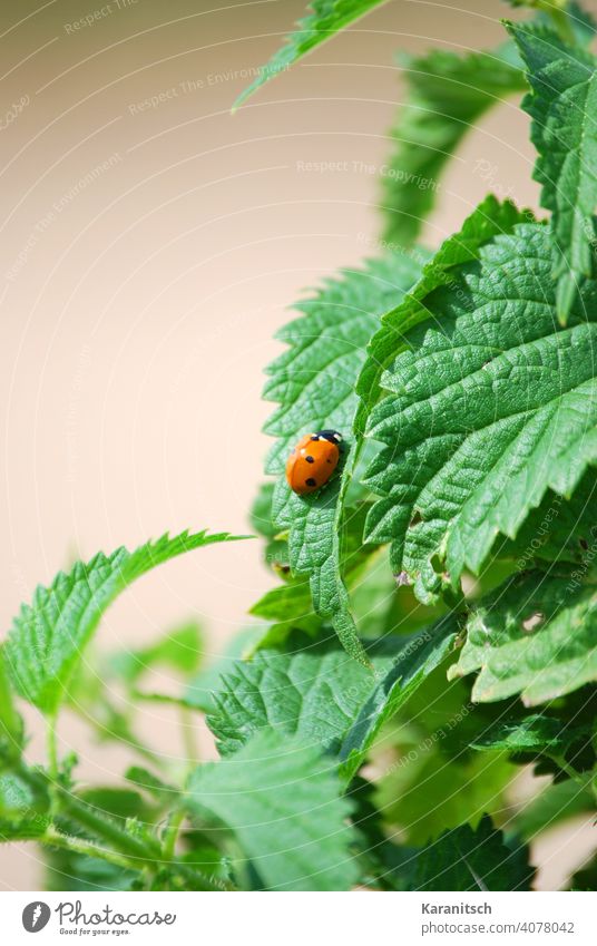 Ein Marienkäfer sitzt auf einer Brennessel. Brennnessel Brennesseltee Diät Durchblutung Entgiftung entwässernd Essen Nahrung Vitamine gesund Gesundheit grün
