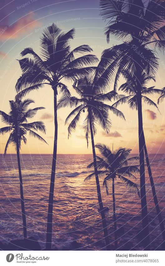 Kokosnusspalmen-Silhouetten bei Sonnenuntergang, Farbtonung angewendet, Sri Lanka. tropisch Strand Handfläche Sonnenaufgang friedlich Flucht Wasser Insel