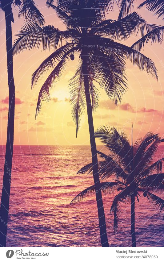 Kokosnusspalmen-Silhouetten bei Sonnenuntergang, Farbabtönung angewendet. tropisch Strand Handfläche friedlich Flucht Wasser Insel Paradies Natur Meer reisen